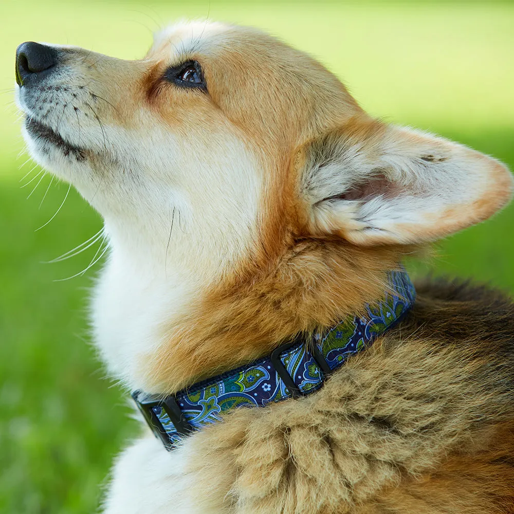 Brisson - Dog Collar